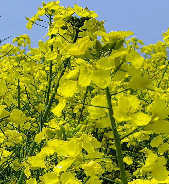Jiangsu Fenghua Chemical Industrial Co, Ltd.